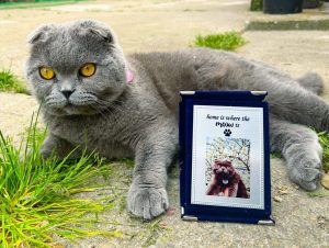 tablou personalizat cu poza pisica catel