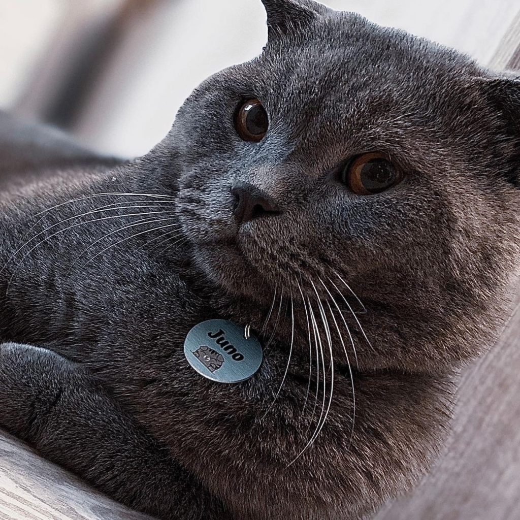 medalion pentru pisica personalizat cu nume british shorthair